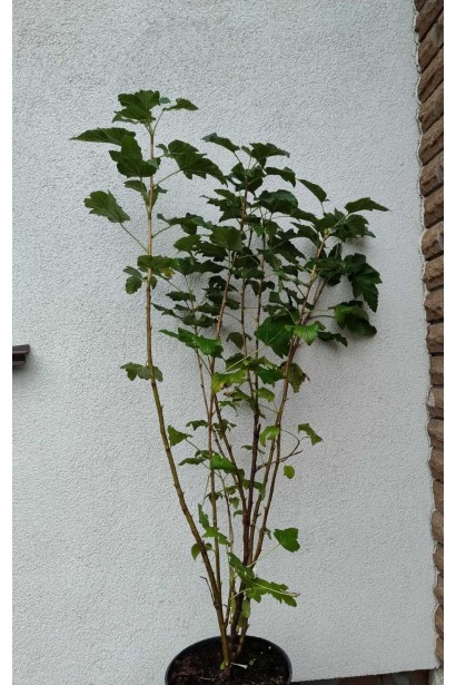 Смородина черная Черный десерт 5л/вис.80-100см/Ø30-40см/3р